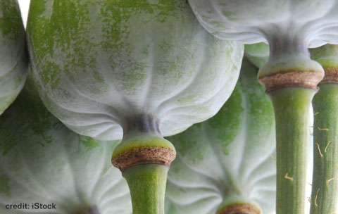 opium poppy