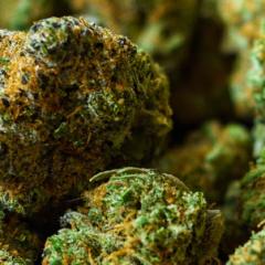 close up of dried cannabis buds