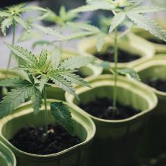 cannabis sprouts in small vases