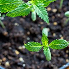 photo sprout cannabis plants in soil